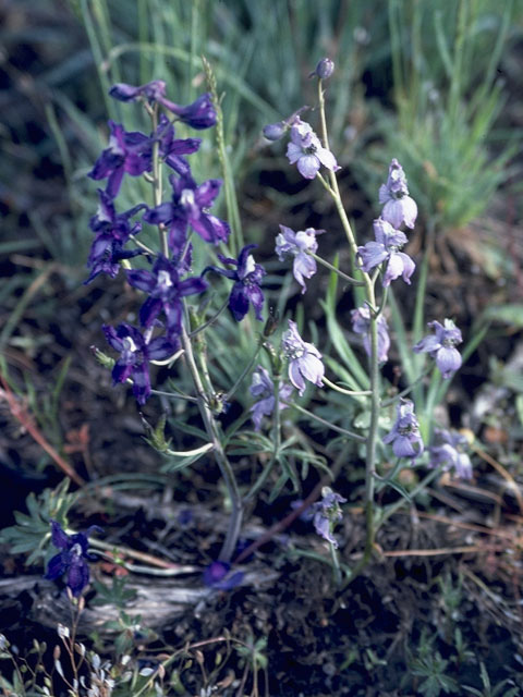 Delphinium recurvatum (Byron larkspur) #9427