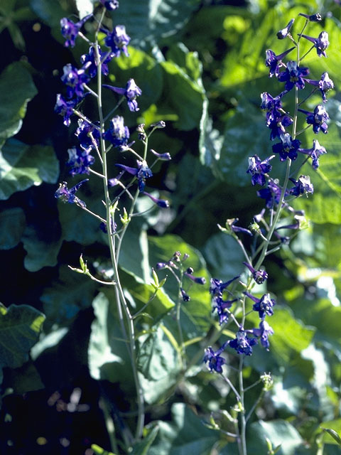 Delphinium recurvatum (Byron larkspur) #9428