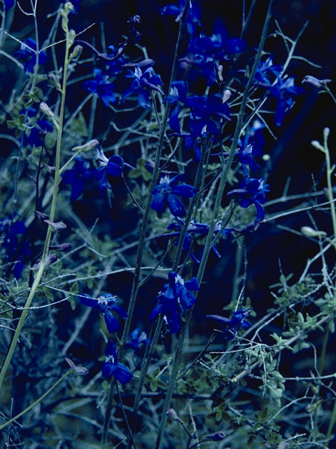 Delphinium scaposum (Tall mountain larkspur) #9430