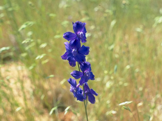 Delphinium trolliifolium (Columbian larkspur) #9438