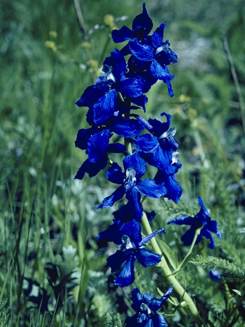 Delphinium trolliifolium (Columbian larkspur) #9439