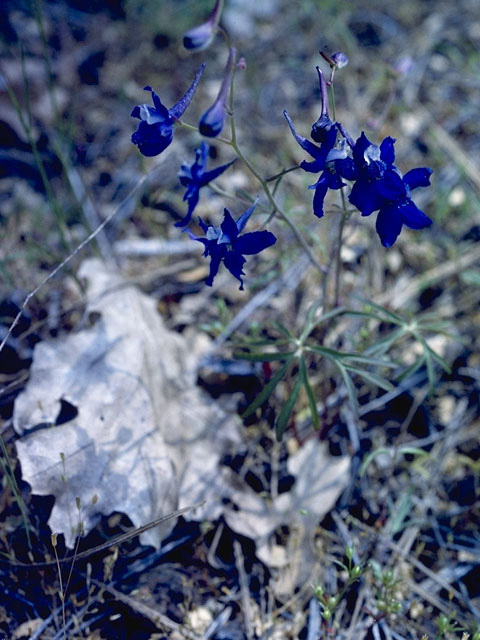 Delphinium umbraculorum (Umbrella larkspur) #9440