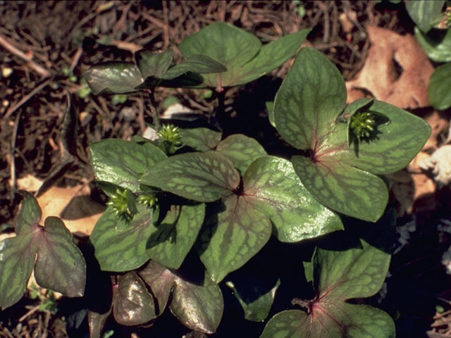 Hepatica nobilis var. acuta (Sharplobe hepatica) #9451