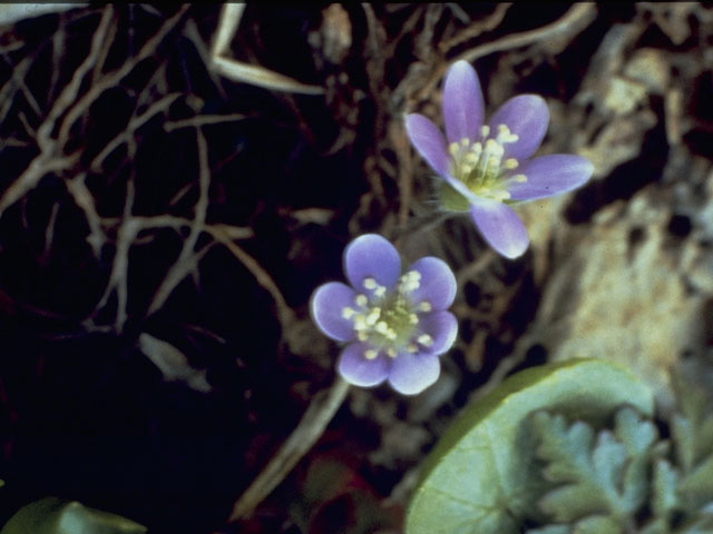 Hepatica nobilis var. acuta (Sharplobe hepatica) #9452