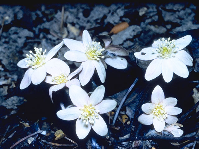 Hepatica nobilis var. acuta (Sharplobe hepatica) #9453