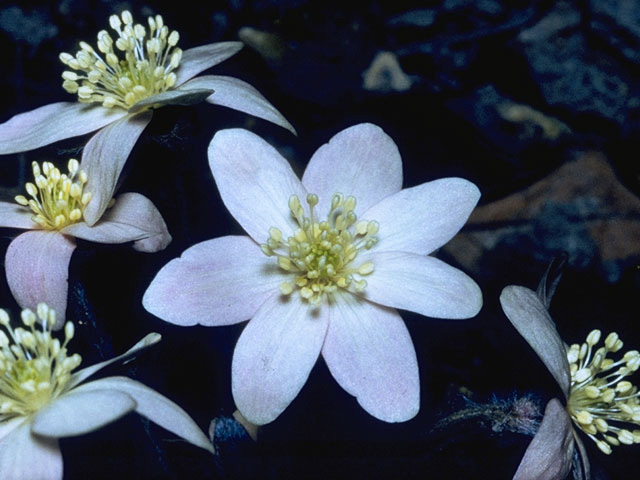 Hepatica nobilis var. acuta (Sharplobe hepatica) #9454