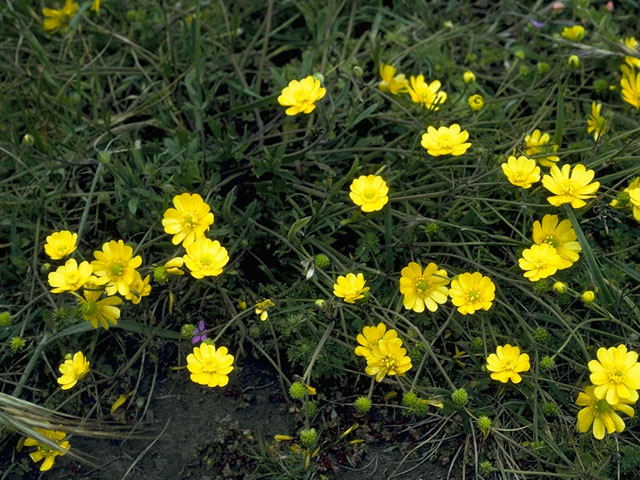 Ranunculus californicus (California buttercup) #9476