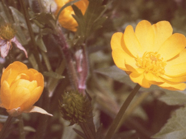 Ranunculus macranthus (Large buttercup) #9502