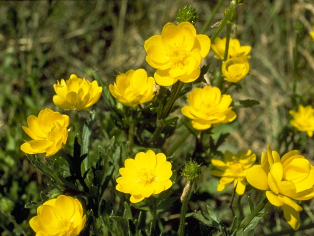 Ranunculus macranthus (Large buttercup) #9504