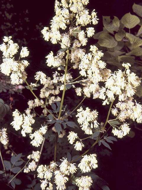 Thalictrum pubescens (King of the meadow) #9533