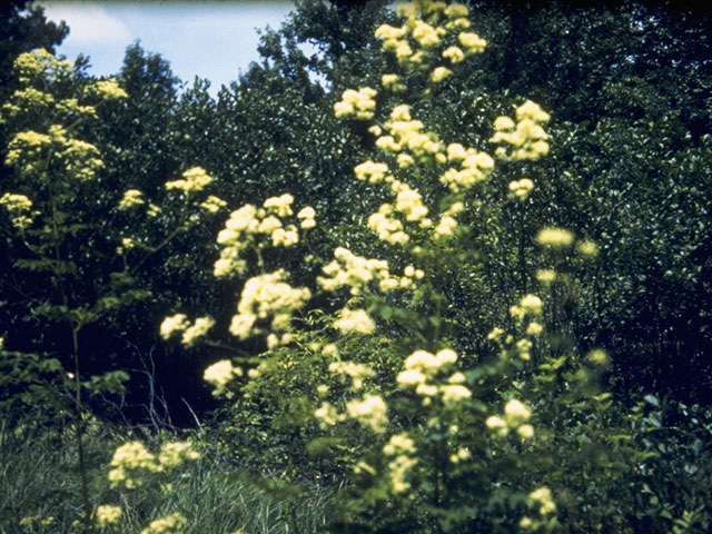 Thalictrum pubescens (King of the meadow) #9534