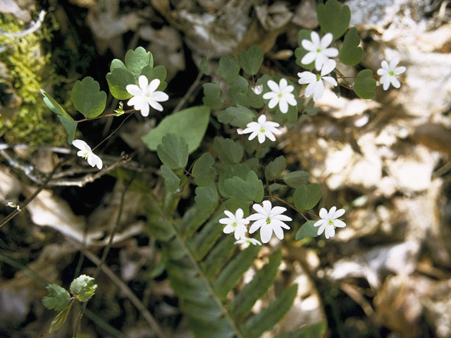 Thalictrum thalictroides (Rue anemone) #9537