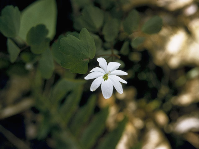 Thalictrum thalictroides (Rue anemone) #9538