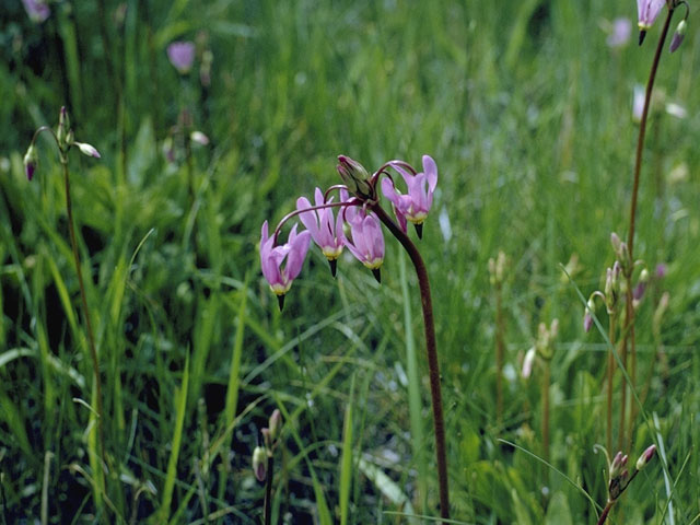 Dodecatheon alpinum (Alpine shootingstar) #9552