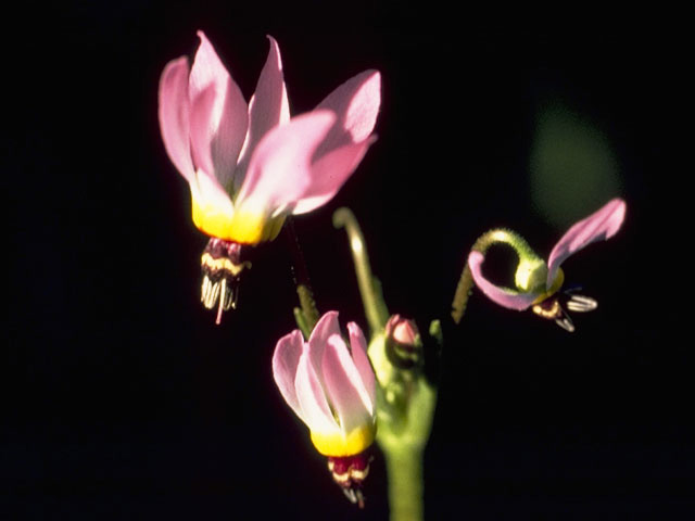 Dodecatheon clevelandii (Padre's shootingstar) #9554