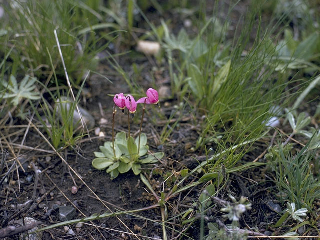 Dodecatheon conjugens (Bonneville shootingstar) #9555