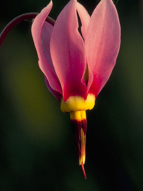 Dodecatheon meadia (Eastern shooting star) #9564