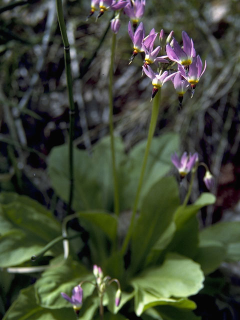 Dodecatheon pulchellum (Darkthroat shooting star) #9567