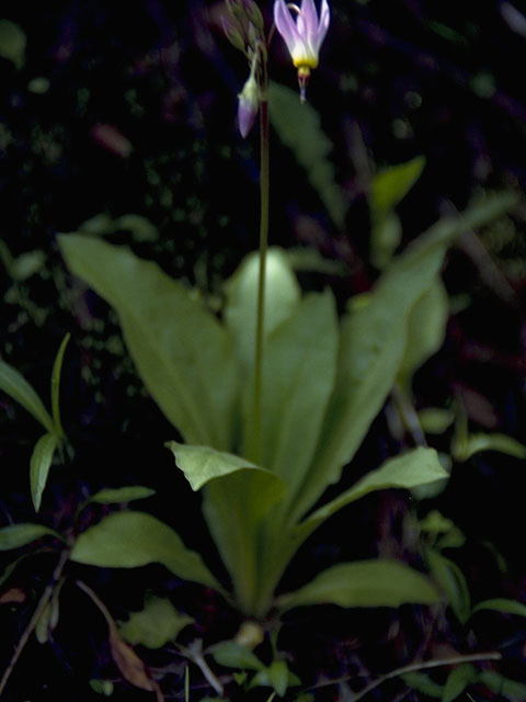 Dodecatheon pulchellum (Darkthroat shooting star) #9569