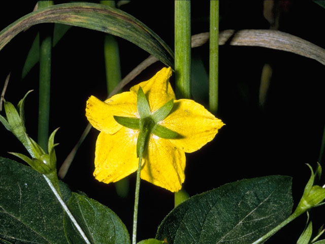 Lysimachia ciliata (Fringed loosestrife) #9584