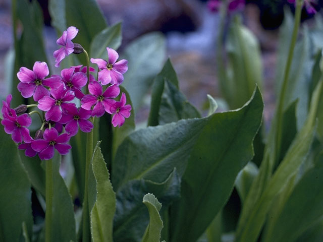 Primula parryi (Parry's primrose) #9606