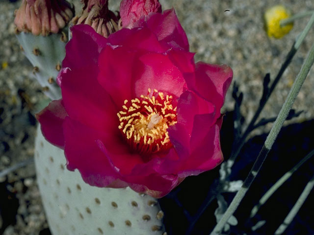 Opuntia basilaris (Beavertail prickly pear) #9657