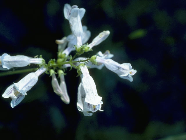 Penstemon laxiflorus (Nodding penstemon) #9743