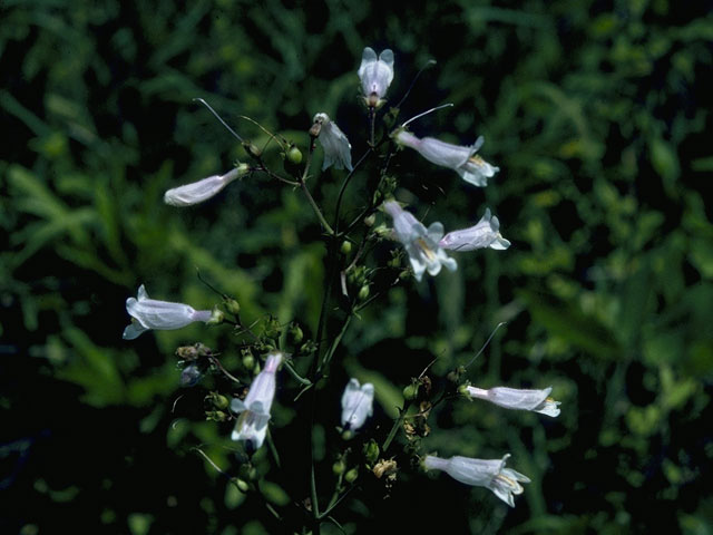 Penstemon laxiflorus (Nodding penstemon) #9744