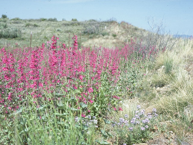 Penstemon pseudospectabilis (Desert penstemon) #9754