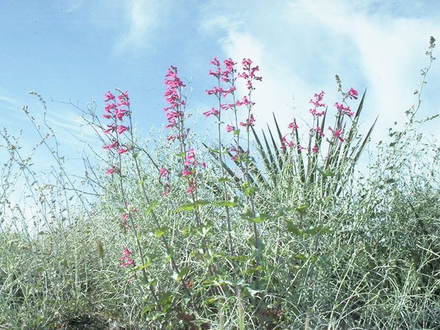 Penstemon pseudospectabilis (Desert penstemon) #9756