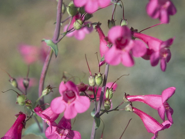 Penstemon pseudospectabilis (Desert penstemon) #9757