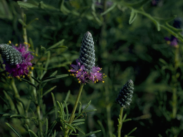 Dalea compacta var. pubescens (Compact prairie clover) #9761