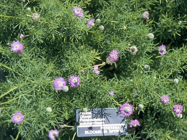 Dalea compacta var. pubescens (Compact prairie clover) #9764