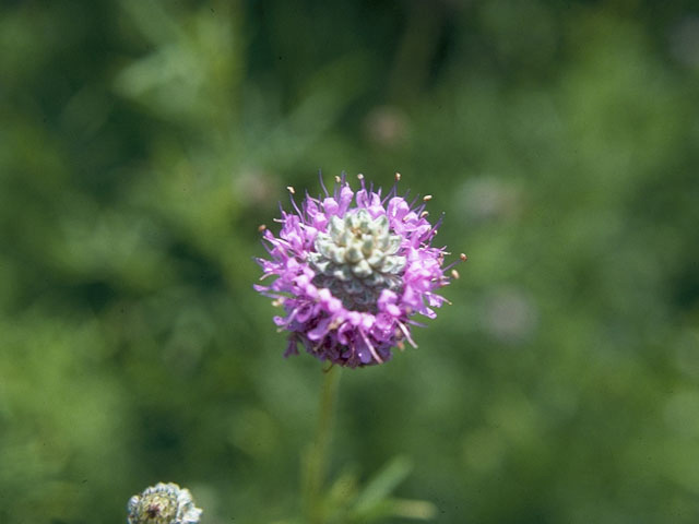 Dalea compacta var. pubescens (Compact prairie clover) #9765