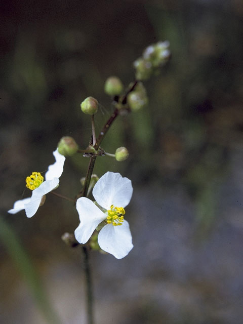 Sagittaria lancifolia ssp. media (Bulltongue arrowhead) #9781