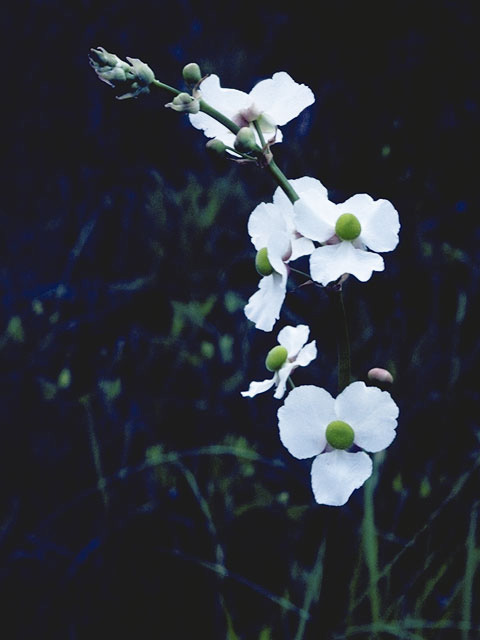 Sagittaria lancifolia (Lanceleaf arrowhead) #9785