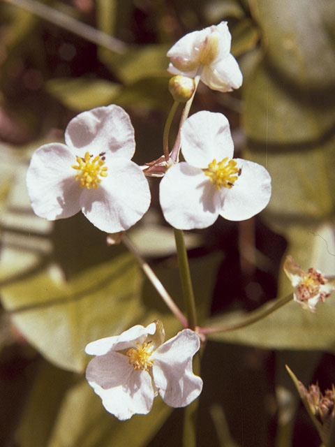 Sagittaria latifolia (Broadleaf arrowhead) #9789