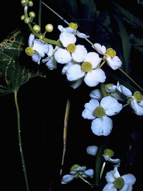 Sagittaria latifolia (Broadleaf arrowhead) #9790