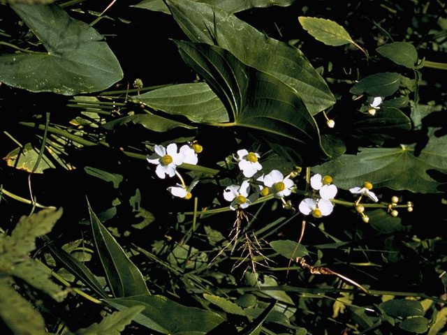 Sagittaria latifolia (Broadleaf arrowhead) #9792