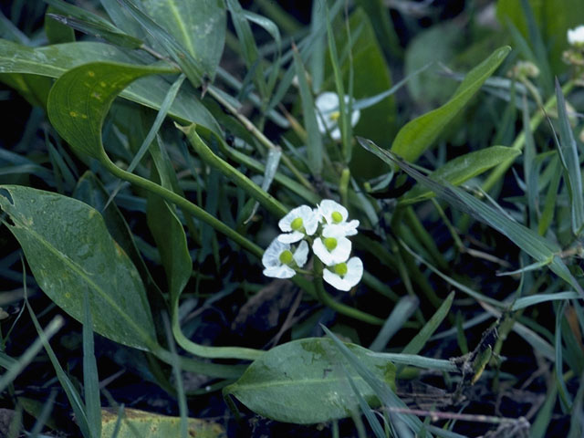 Sagittaria platyphylla (Delta arrowhead) #9796