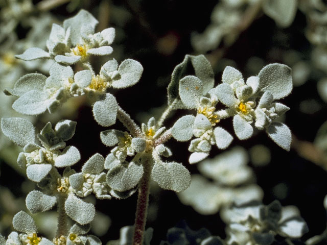 Tidestromia lanuginosa (Woolly tidestromia) #9822