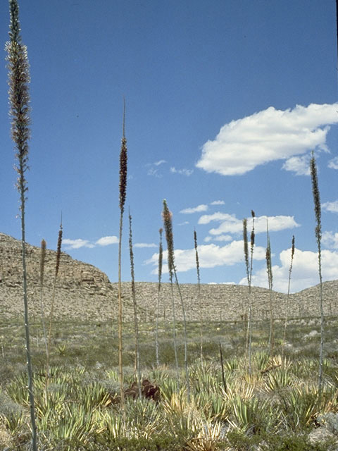 Agave lechuguilla (Lechuguilla) #9828