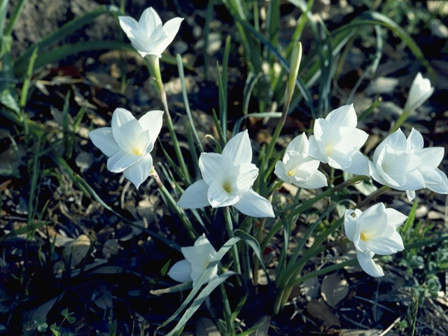 Cooperia pedunculata (Hill country rain lily) #9856