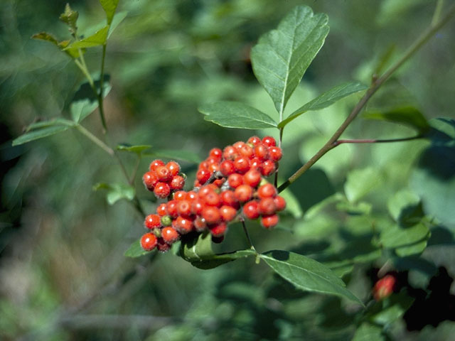 Rhus aromatica (Fragrant sumac) #9908