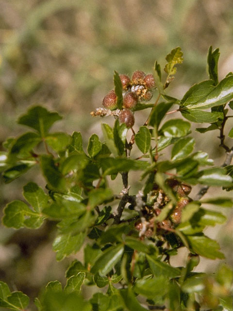 Rhus aromatica (Fragrant sumac) #9911