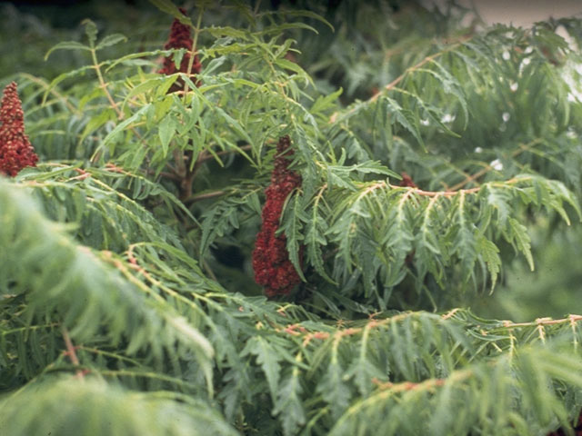 Rhus typhina (Staghorn sumac) #9947