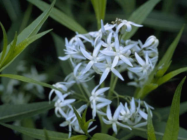 Amsonia tabernaemontana (Eastern bluestar) #9972