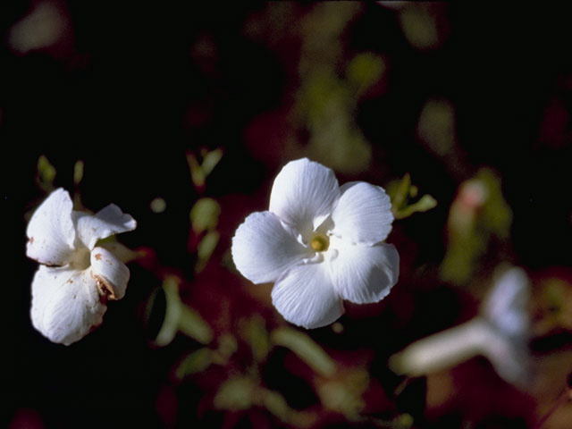 Mandevilla brachysiphon (Huachuca mountain rocktrumpet) #9987