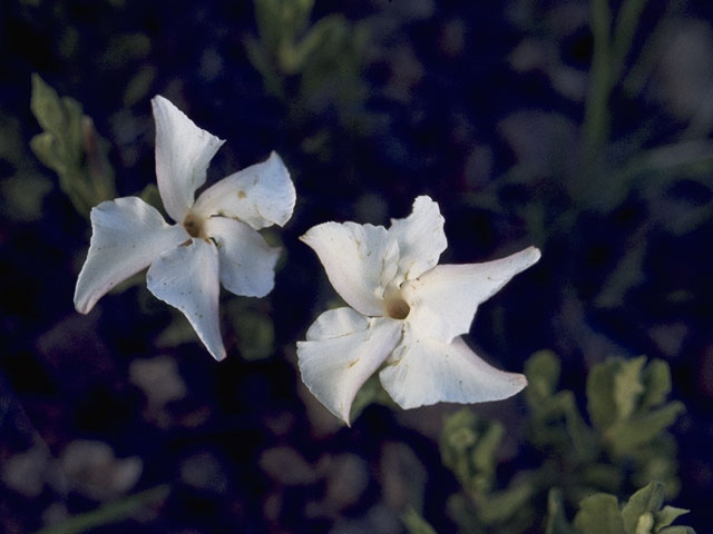 Mandevilla macrosiphon (Plateau rocktrumpet) #9988