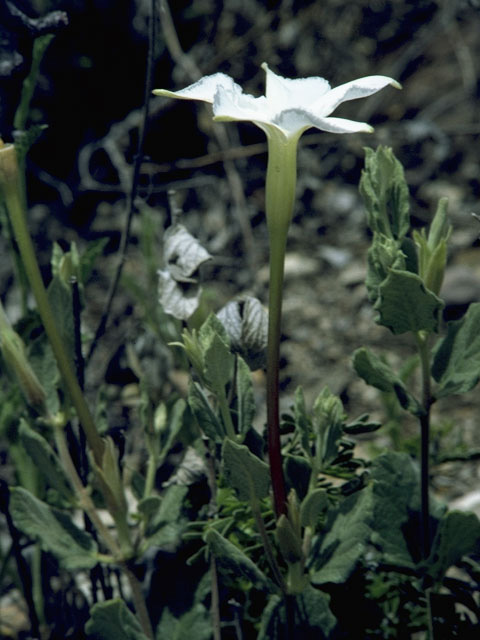 Mandevilla macrosiphon (Plateau rocktrumpet) #9990